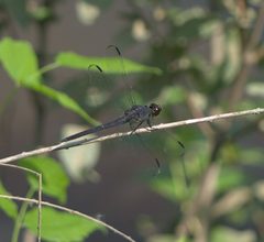 Libellula incesta P1170888a by 
xpda. Used under a CC BY-SA 4.0 license.