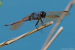 Libellula jesseana 284560513 by dvollmar. Used under a CC BY 4.0 license.