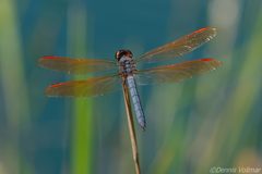 Libellula jesseana 284560530 by dvollmar. Used under a CC BY 4.0 license.