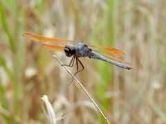 Libellula jesseana 91374936 by Laura Gaudette. Used under a CC BY 4.0 license.