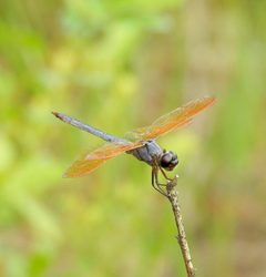 Libellula jesseana gaudettelaura 19138517 by Laura Gaudette. Used under a CC BY 4.0 license.