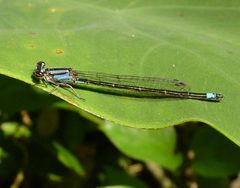 Unidentified Zygoptera by pondhawk. Used under a CC BY 2.0 license.