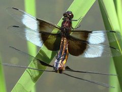 Libellula luctuosa-mating by Peterwchen. Used under a CC BY-SA 4.0 license.