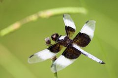 Libellula luctuosa male by Clinton &amp; Charles Robertson from Del Rio, Texas &amp; College Station, TX, USA. Used under a CC BY 2.0 license.