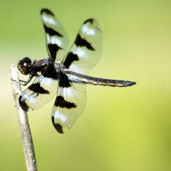 Libellula pulchella 36631322 by Kyle Flood from Victoria, British Columbia, Canada. Used under a CC BY-SA 2.0 license.