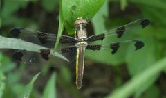 Libellula pulchella P1080497a by 
xpda. Used under a CC BY-SA 4.0 license.