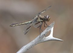 Libellula pulchella P1260968a by 
xpda. Used under a CC BY-SA 4.0 license.