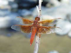 Libellula saturata by Franco Folini from San Francisco, USA. Used under a CC BY-SA 2.0 license.