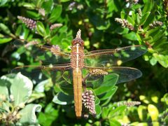 Libellula saturata-Female-4 by Eugene Zelenko. Used under a CC BY-SA 4.0 license.
