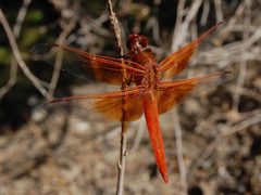 Libellula saturata-Male-3 by Eugene Zelenko. Used under a CC BY-SA 4.0 license.
