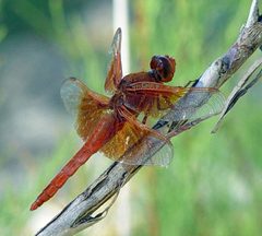 Libellula saturata 003 by No machine-readable author provided. Folini assumed (based on copyright claims).. Used under a CC BY 2.5 license.