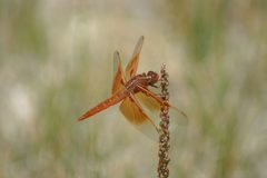 Libellula saturata Yellowstone by AGEN143. Used under a CC BY 4.0 license.