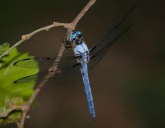 Libellula vibrans 198203807 by Brady Reed. Used under a CC BY 4.0 license.