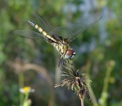 Macrodiplax balteata by Eric Haley. Used under a CC BY 2.0 license.