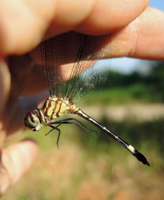 Macrothemis inequiunguis1 by DaveClermont. Used under a CC BY-SA 4.0 license.