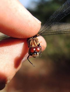 Macrothemis inequiunguis2 by DaveClermont. Used under a CC BY-SA 4.0 license.