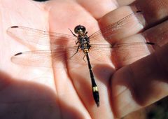 Macrothemis inequiunguis3 by DaveClermont. Used under a CC BY-SA 4.0 license.