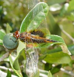 Miathyria marcella by pondhawk. Used under a CC BY 2.0 license.