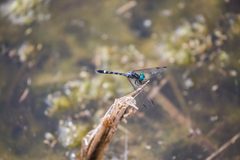 Thornbush dasher - 50767599598 by cricketsblog. Used under a CC BY 2.0 license.