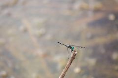 Thornbush dasher - 50768339926 by cricketsblog. Used under a CC BY 2.0 license.