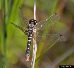 Nannothemis bella InsectImages 5538303 by Rob Routledge, Sault College, Bugwood.org. Used under a CC BY 3.0 us license.