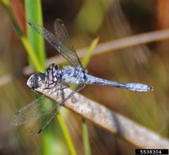 Nannothemis bella InsectImages 5538304 by Rob Routledge, Sault College, Bugwood.org. Used under a CC BY 3.0 us license.