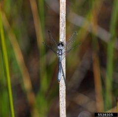 Nannothemis bella InsectImages 5538305 by Rob Routledge, Sault College, Bugwood.org. Used under a CC BY 3.0 us license.