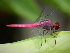 Carmine Skimmer. Orthemis discolor - Flickr - gailhampshire by gailhampshire from Cradley, Malvern, U.K. Used under a CC BY 2.0 license.