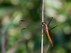 Orthemis discolor by 



This image is created by user Lennaert Steen at Observation.org, a global biodiversity recording project.
. Used under a CC BY 3.0 license.
