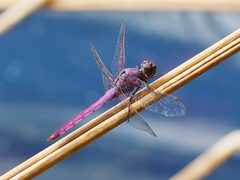 Orthemis ferruginea 108625156 by Zygy. Used under a CC0 license.