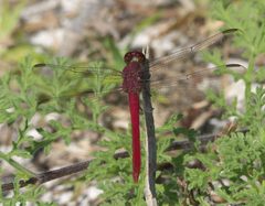 Orthemis ferruginea P1370114a by 
xpda. Used under a CC BY-SA 4.0 license.