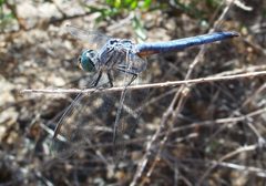 Pachydiplax longipennis-Male-3 by Eugene Zelenko. Used under a CC BY-SA 4.0 license.
