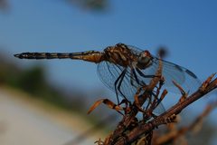 Pachydiplax longipennis-Male-5 by Eugene Zelenko. Used under a CC BY-SA 4.0 license.