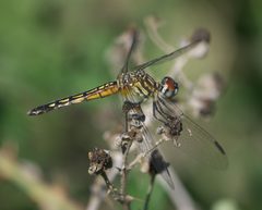 Pachydiplax longipennis P1390718a by 
xpda. Used under a CC BY-SA 4.0 license.