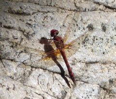 Paltothemis lineatipes. Red Rock Skimmer. - Flickr - gailhampshire by gailhampshire from Cradley, Malvern, U.K. Used under a CC BY 2.0 license.