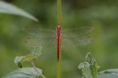 Pantala flavescens 08412 by Vengolis. Used under a CC BY-SA 4.0 license.
