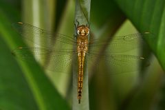 Pantala flavescens-Kadavoor-2017-05-04-002 by 
Jeevan Jose, Kerala, India. Used under a CC BY-SA 4.0 license.