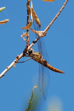 Pantala hymenaea-Male-1 by Eugene Zelenko. Used under a CC BY-SA 4.0 license.