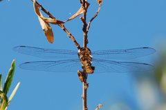 Pantala hymenaea-Male-2 by Eugene Zelenko. Used under a CC BY-SA 4.0 license.