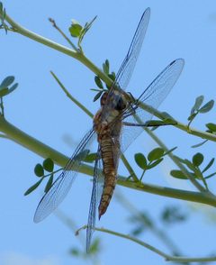 Spot-winged Glider - Pantala hymenaea - Flickr - gailhampshire by gailhampshire from Cradley, Malvern, U.K. Used under a CC BY 2.0 license.