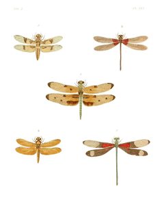 Illustrations of Exotic Entomology II 45 by Plates: Dru Drury (1725–1803). Text: John Obadiah Westwood (1805–1893). Used under a Public domain license.