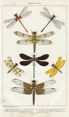 NIEdot323 by Dodd, Mead and Company. Used under a Public domain license.
