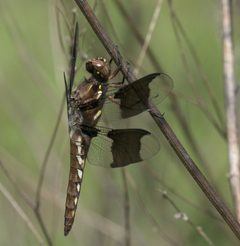 Plathemis lydia P1020043a by 
xpda. Used under a CC BY-SA 4.0 license.