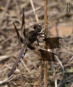 Plathemis lydia P1260083a by 
xpda. Used under a CC BY-SA 4.0 license.