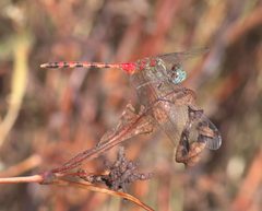 Sympetrum ambiguum P1130644a by 
xpda. Used under a CC BY-SA 4.0 license.