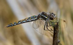 Sympetrum corruptum by Alan Rockefeller. Used under a CC BY-SA 4.0 license.