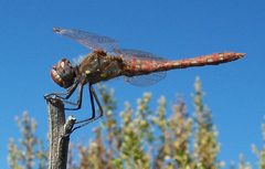 Sympetrum corruptum-Male-2 by Eugene Zelenko. Used under a CC BY-SA 4.0 license.