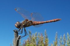 Sympetrum corruptum-Male-4 by Eugene Zelenko. Used under a CC BY-SA 4.0 license.