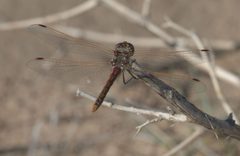 Sympetrum corruptum P1270056a by 
xpda. Used under a CC BY-SA 4.0 license.