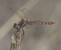 Sympetrum corruptum P1270058a by 
xpda. Used under a CC BY-SA 4.0 license.